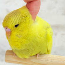 【最新画像更新🪄もうすぐひとり餌‪☆】お花みたいな背中の模様🌼💚ジャンボセキセイインコ(スパングルパイド) ヒナ