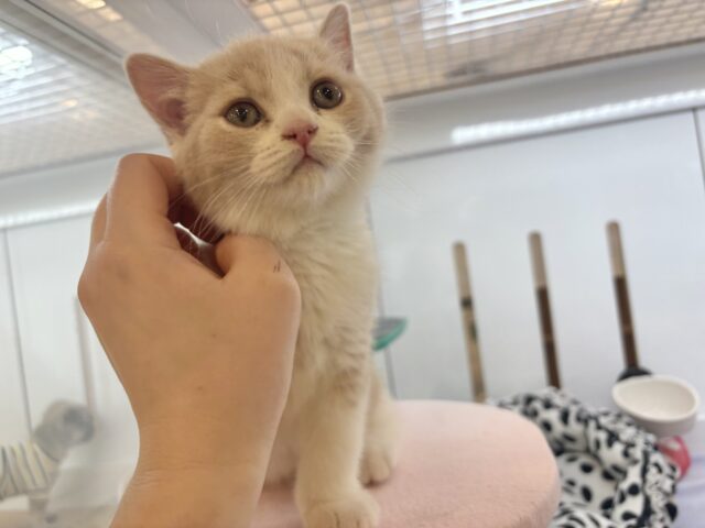 ブリティッシュショートヘア