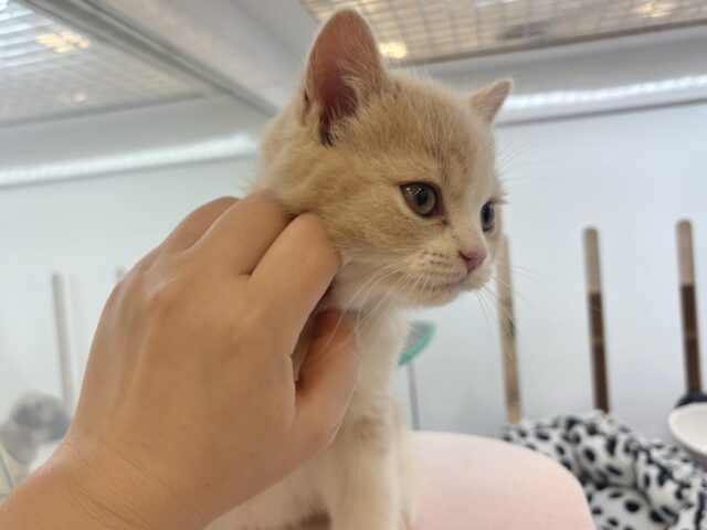 可愛さで魅了しちゃうゾ♡ブリティッシュショートヘアくん! ブリティッシュショートヘア