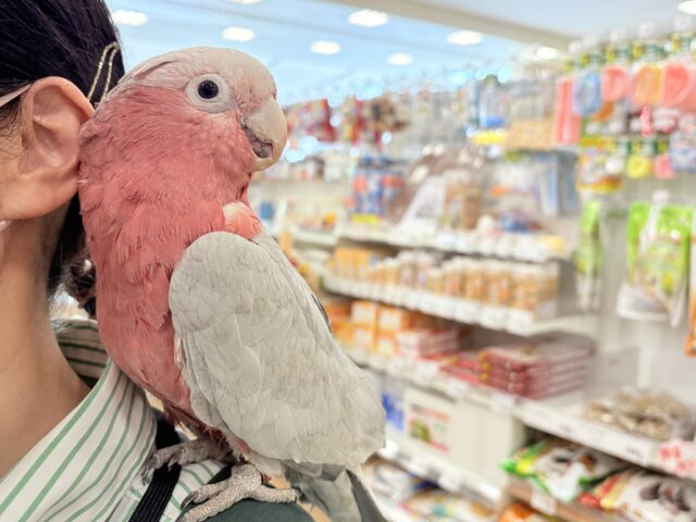 モモイロインコ