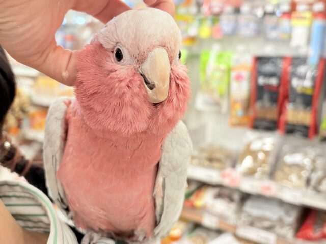 モモイロインコ