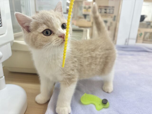 ブリティッシュショートヘア