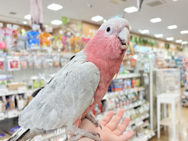 モモイロインコ