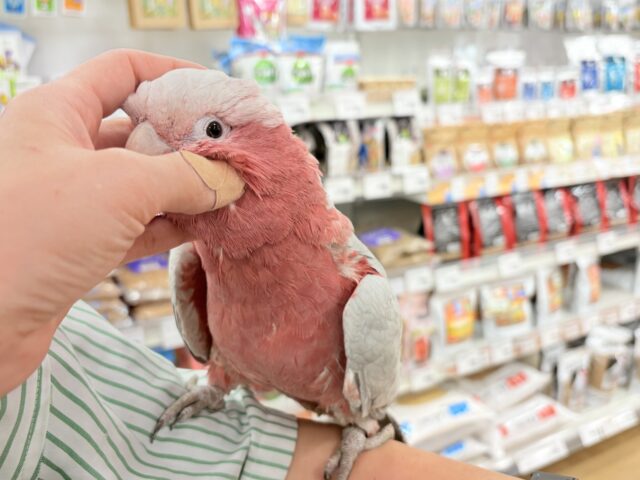 モモイロインコ