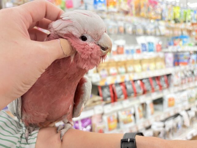 モモイロインコ