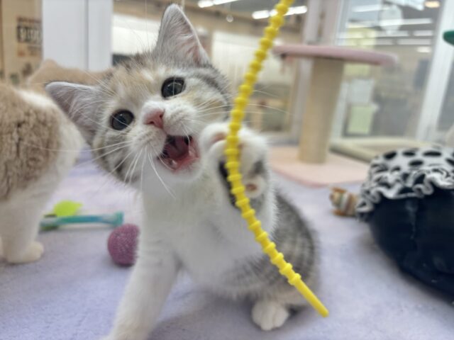 スコティッシュストレート