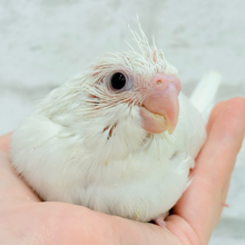 純白天使がやって来た🐥🍼🤍オカメインコ(ピュアホワイト) ヒナ