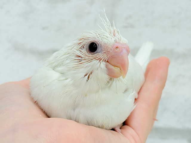 純白天使がやって来た🐥🍼🤍オカメインコ(ピュアホワイト) ヒナ