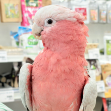 ずっしりもっちりもちもちモモちゃん🍑💖モモイロインコ(ノーマル) 男の子