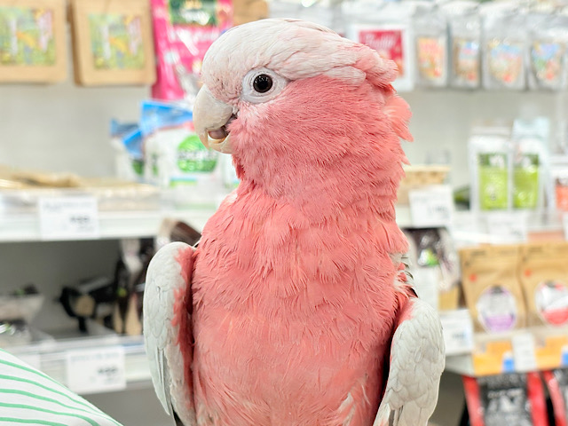 ずっしりもっちりもちもちモモちゃん🍑💖モモイロインコ(ノーマル) 男の子