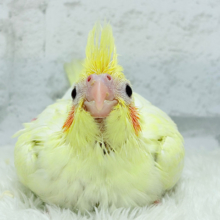 もっこ〜りふわふわちゃん🐣🫧オカメインコ(ルチノーパール) ヒナ