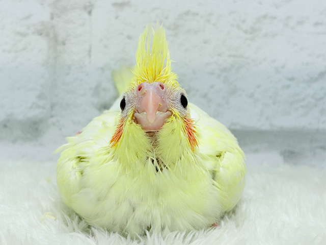 もっこ〜りふわふわちゃん🐣🫧オカメインコ(ルチノーパール) ヒナ もっこ〜りふわふわちゃん🐣🫧オカメインコ(ルチノーパール) ヒナ