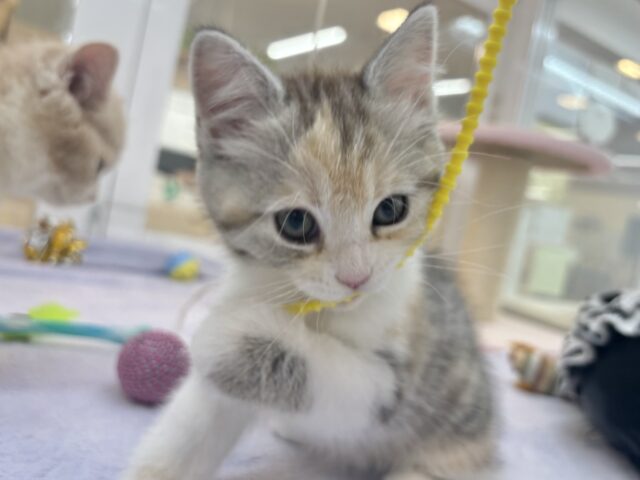 可愛いお顔で迫ってくる♥スコティッシュストレートちゃん! スコティッシュストレート