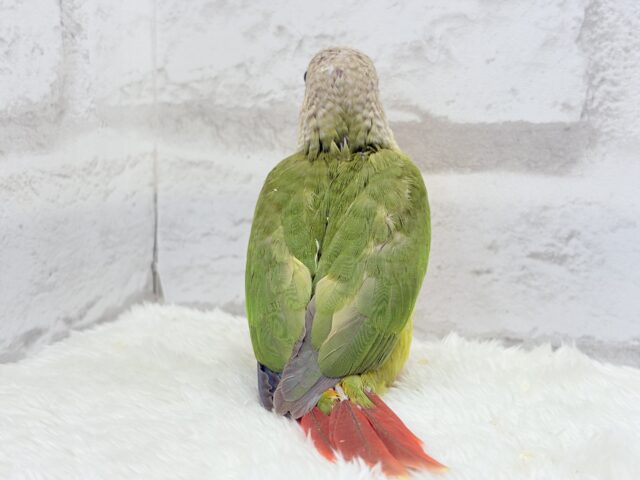 ホオミドリウロコインコ