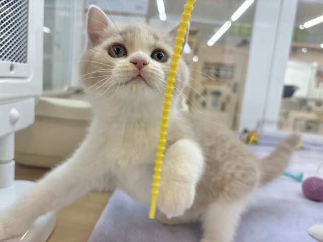 ブリティッシュショートヘア