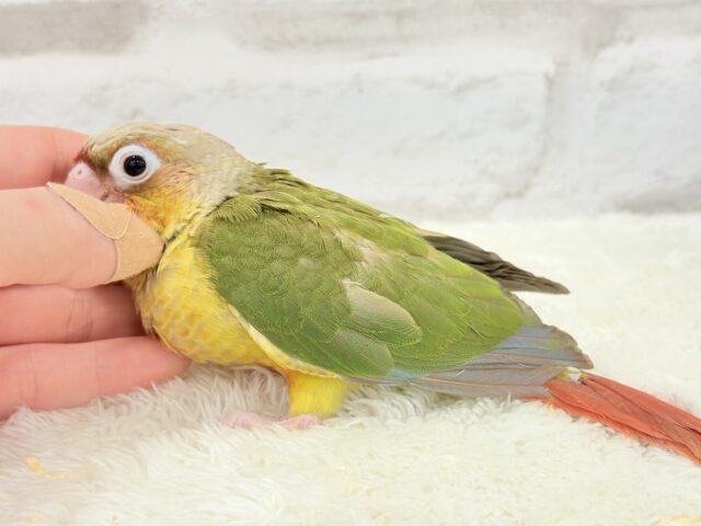 ホオミドリウロコインコ