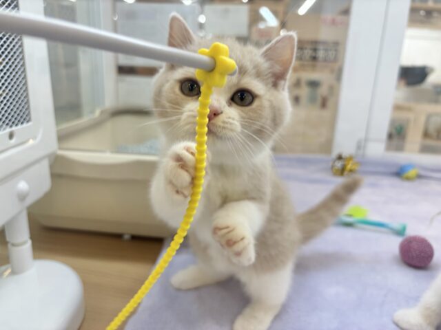 ブリティッシュショートヘア