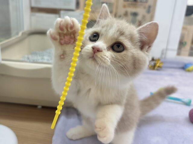 ブリティッシュショートヘア