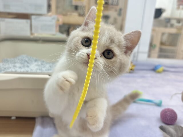 ブリティッシュショートヘア