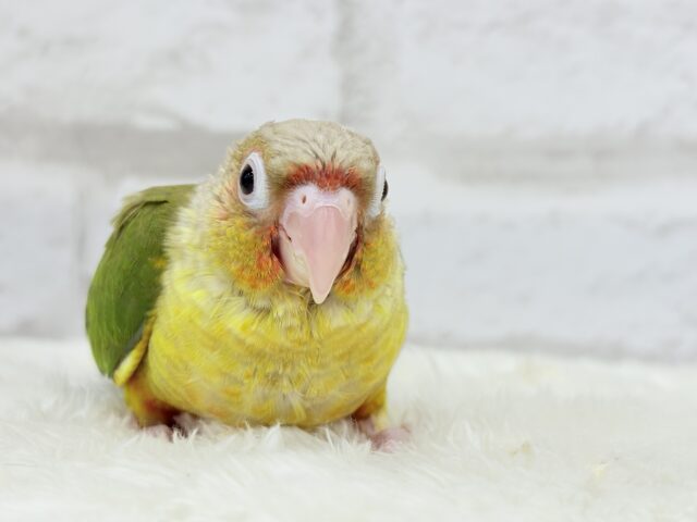 ホオミドリウロコインコ