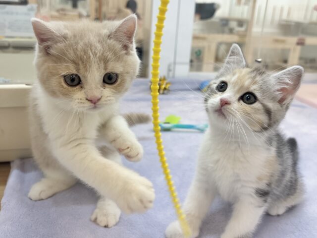 可愛いお顔で迫ってくる♥スコティッシュストレートちゃん! スコティッシュストレート