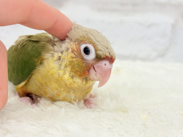 ホオミドリウロコインコ