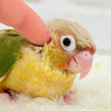 【最新画像・動画更新🪄】南国育ちのフレッシュ果実🐣🍍💖ウロコインコ(パイナップル) ヒナ