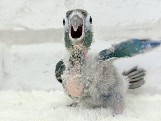 ホオミドリウロコインコ