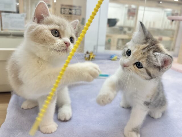 可愛いお顔で迫ってくる♥スコティッシュストレートちゃん! スコティッシュストレート