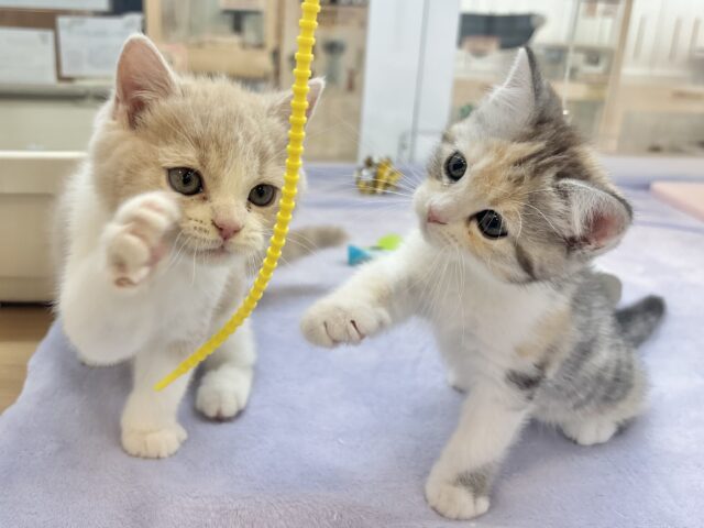 可愛いお顔で迫ってくる♥スコティッシュストレートちゃん! スコティッシュストレート