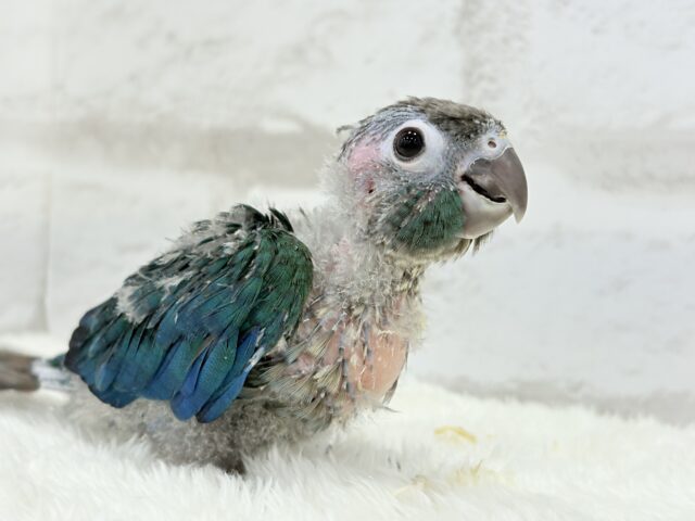 ホオミドリウロコインコ