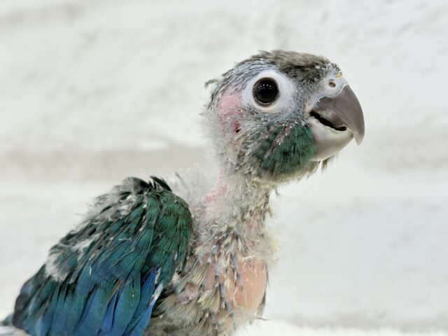 ホオミドリウロコインコ