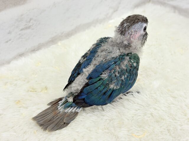 ホオミドリウロコインコ