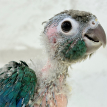 【最新画像・動画更新🪄】ツヤツヤキラキラ✨宝石みたいなわた毛ちゃん🐣💎💫ウロコインコ(バイオレット) ヒナ