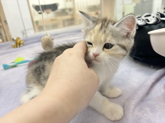 可愛いお顔で迫ってくる♥スコティッシュストレートちゃん! スコティッシュストレート