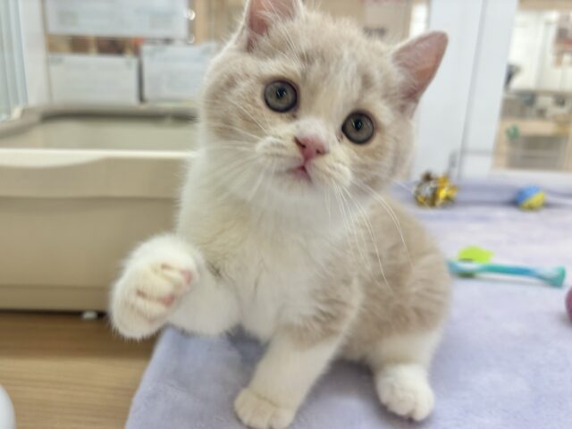 ブリティッシュショートヘア