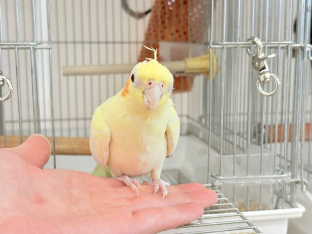 オカメインコ