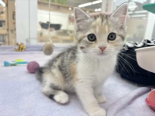 可愛いお顔で迫ってくる♥スコティッシュストレートちゃん! スコティッシュストレート