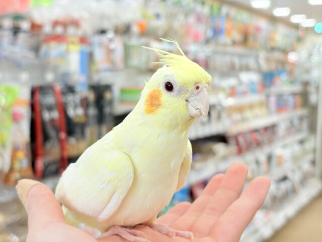 オカメインコ