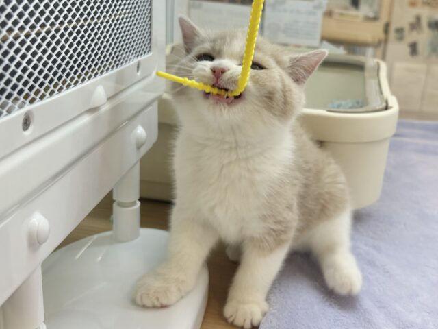 ブリティッシュショートヘア