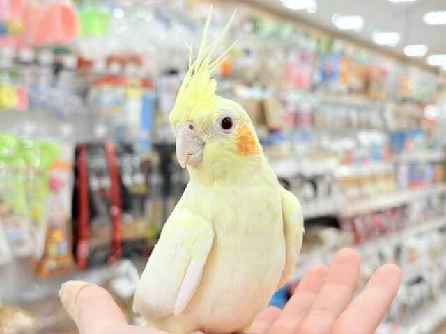 オカメインコ