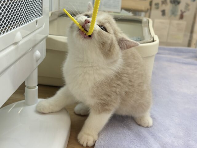 可愛さで魅了しちゃうゾ♡ブリティッシュショートヘアくん! ブリティッシュショートヘア