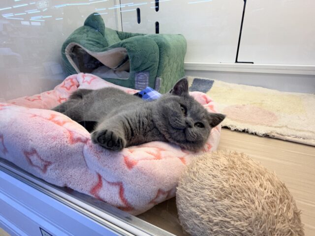 ブリティッシュショートヘア