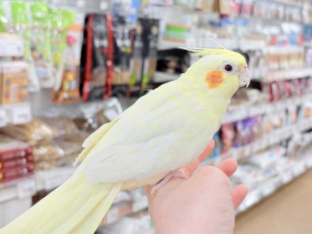 オカメインコ