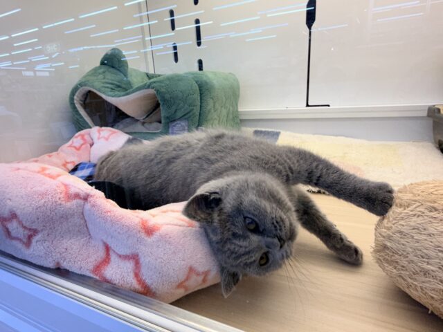 ブリティッシュショートヘア