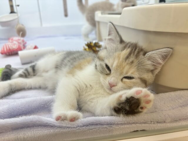 可愛いお顔で迫ってくる♥スコティッシュストレートちゃん! スコティッシュストレート