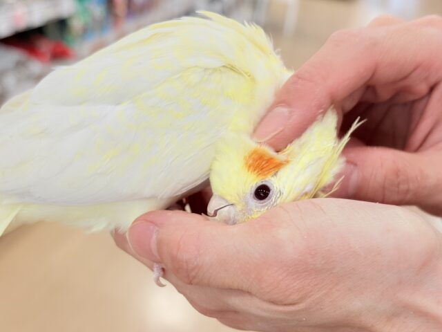 オカメインコ