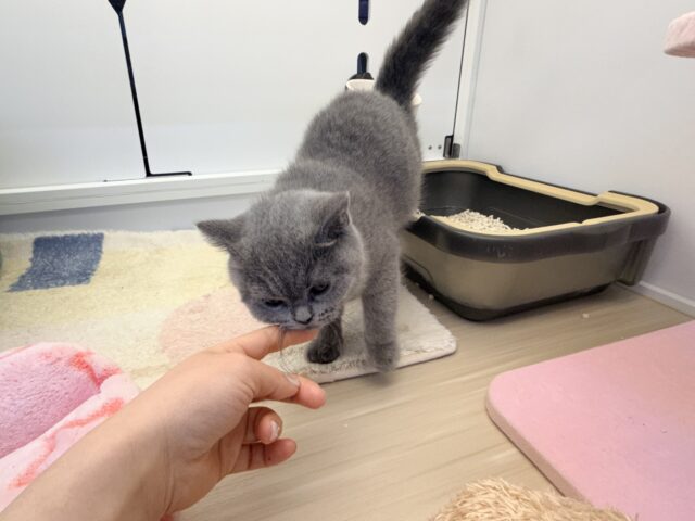 ブリティッシュショートヘア