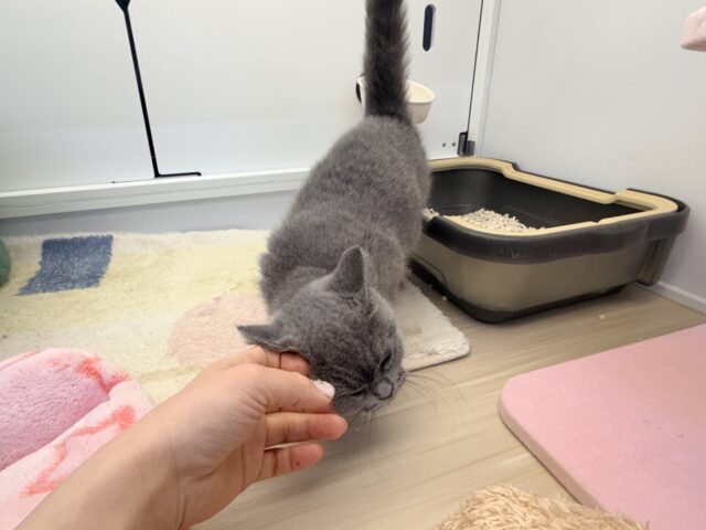 あたちの誘惑に勝てるかなぁ💓たくさん甘えちゃうのぉ〜❤️人大好きなブリティッシュショートヘアの女のコきました✨️ ブリティッシュショートヘア