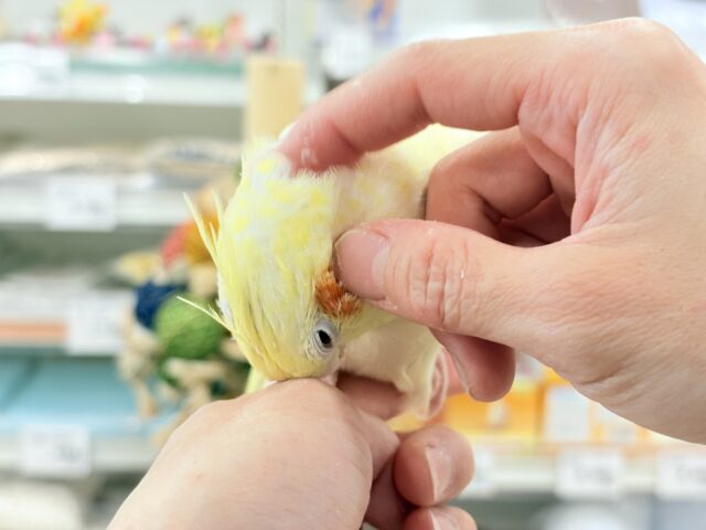 オカメインコ